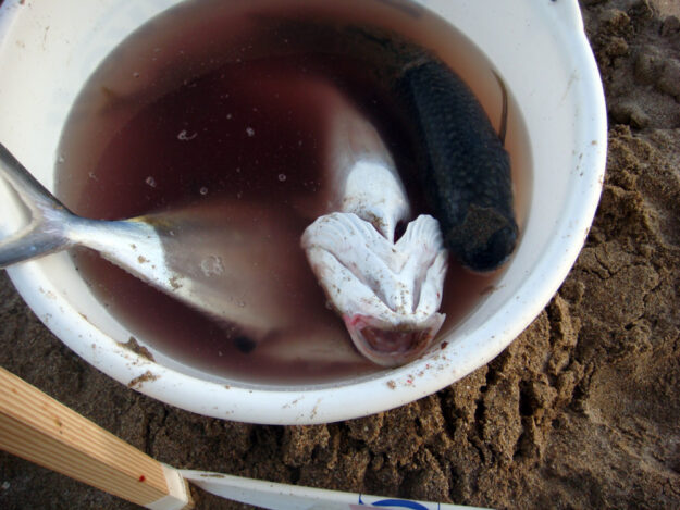 I NA PIJESKU IMA RIBE – 01