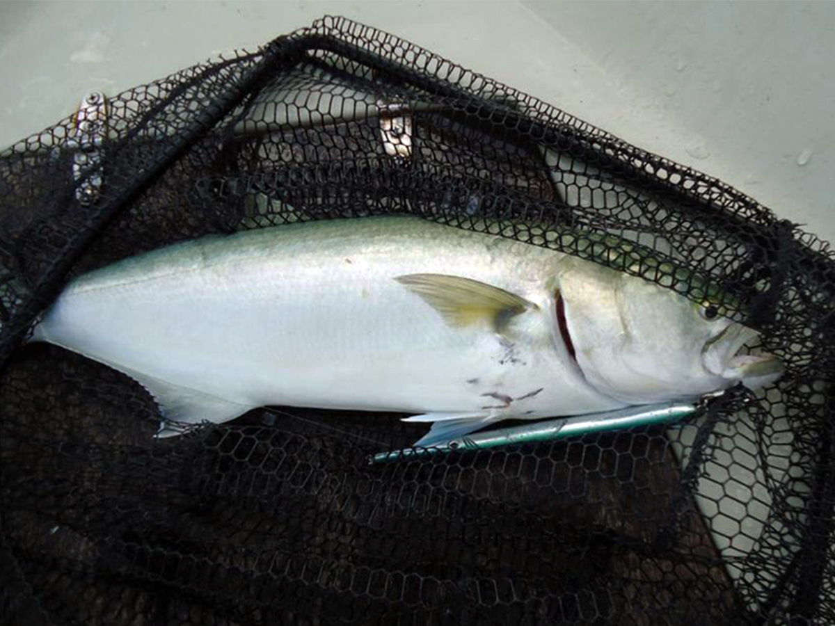 TRICA NA RUBU CIKLONE – 00