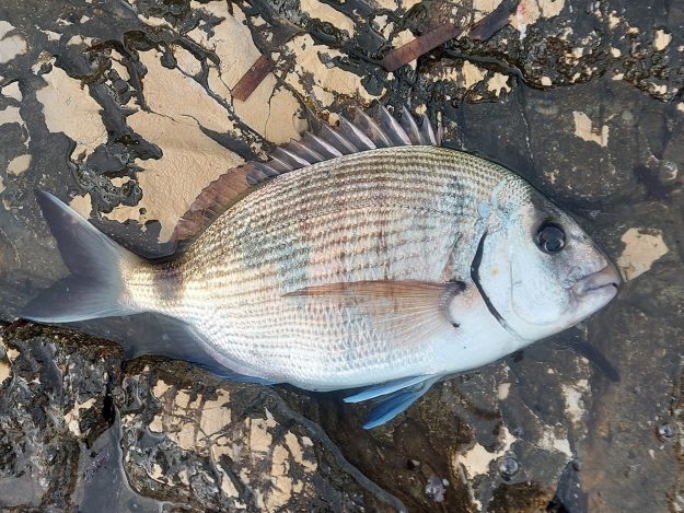 NA ŠARGA Á VOLO – 00