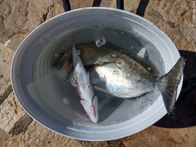 ZOROM PO ORADE – JOSIP DEUR – 00