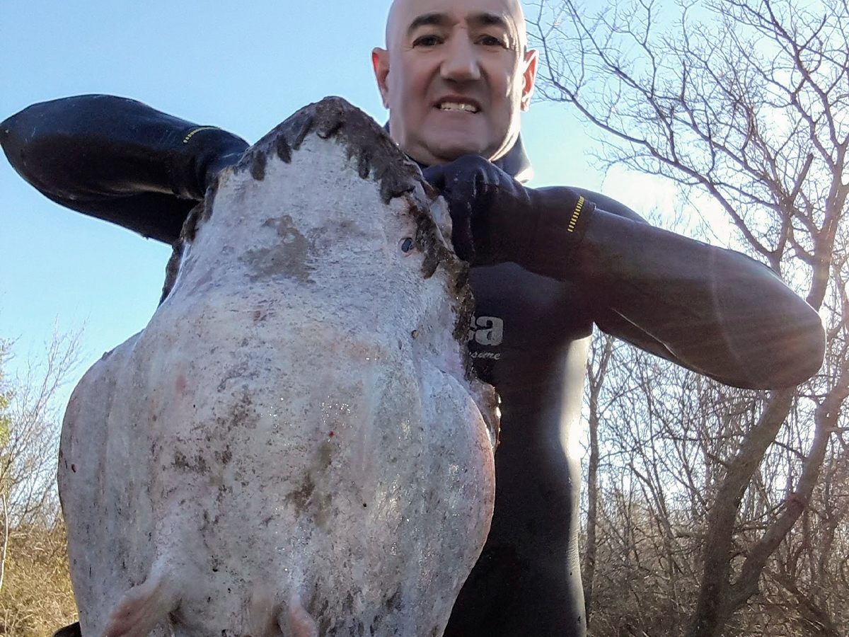 USPAVANA LJEPOTICA – MILE DRAŽENOVIĆ – 00