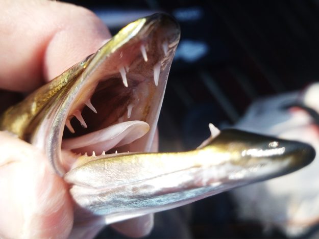 SAMO SE PRVI PAMTE – MATEO POPIĆ – 00