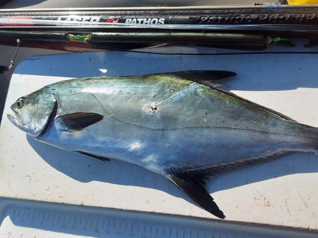 PATHOS LASER CARBON ROLER 90 – TEO MAKSIMOVIĆ – 00