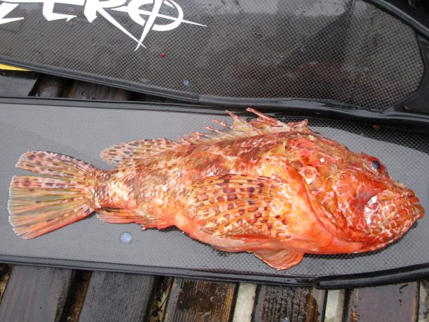 ŠKRPINA ZA ROĐENDAN – MATEO POPIĆ – 00