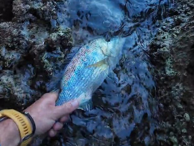 DAN PUŠTANJA – MIODRAG GAGOVIĆ – 00