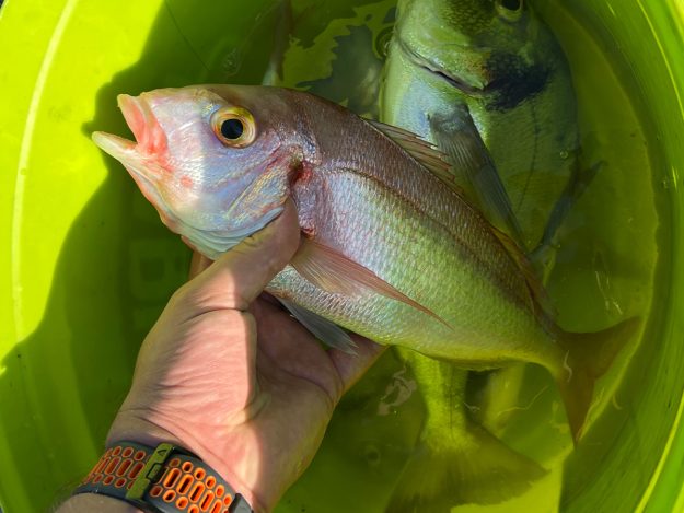 NEZABORAVAN ULOV – MARKO BOŽIĆ – 00