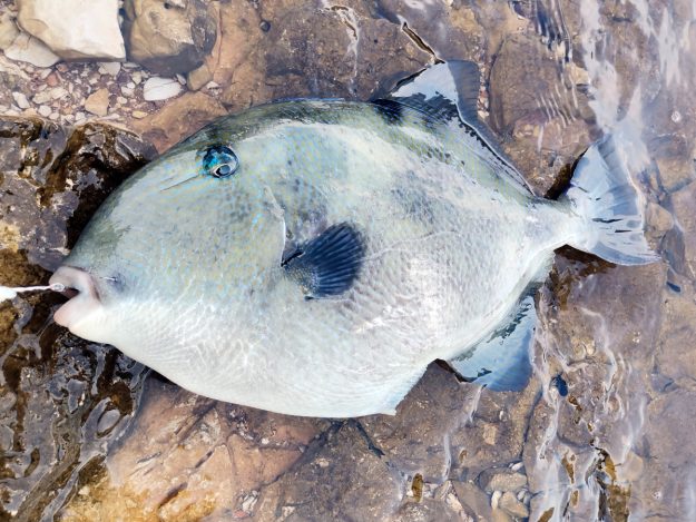 NEK ŽIVI KAD NIJE MAMITA – DINO ŠAROVIĆ – 00