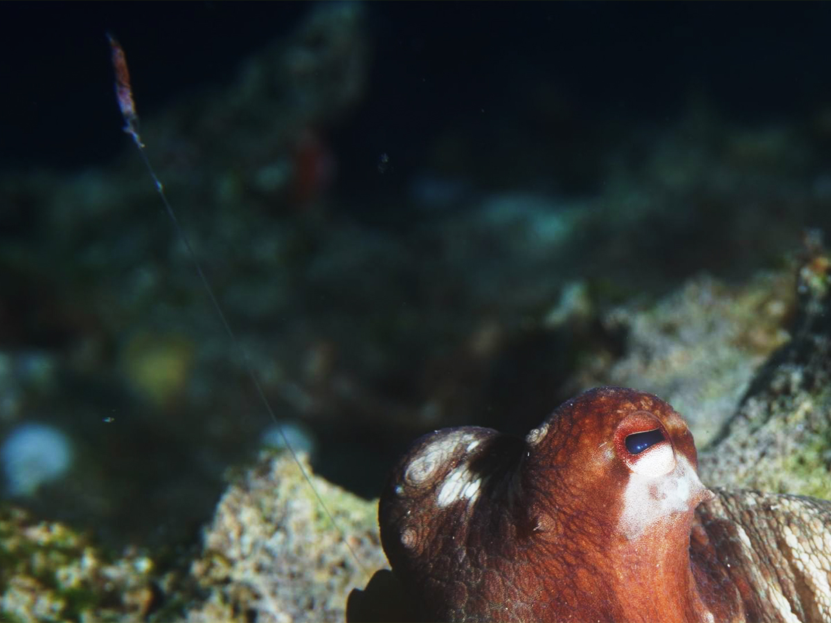 I HOBOTNICE IDU NA WC – TOMISLAV GAŠPIĆ – 00