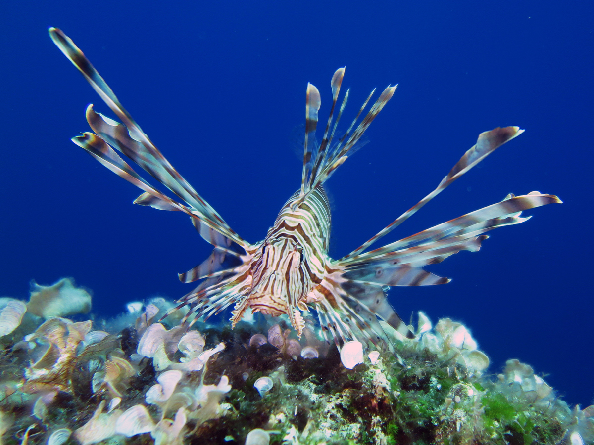 VATRENJAČA JE STIGLA DO TELAŠĆICE – ĐANI IGLIĆ – 00